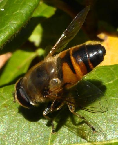 Eristalis tenax