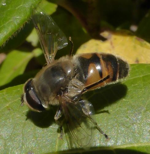 Eristalis tenax