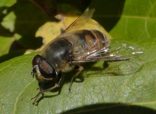 Eristalis tenax