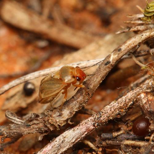 Strongylocoris luridus