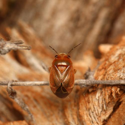 Réf. 131 618 : Strongylocoris luridus