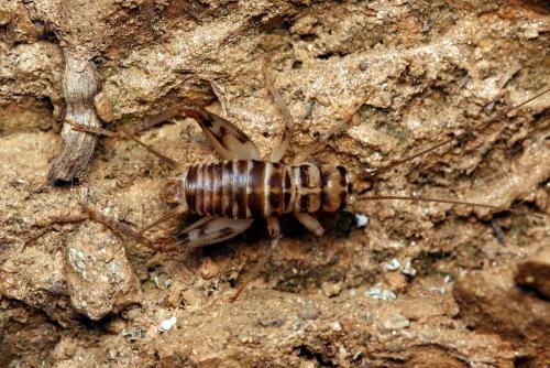 Réf. 131 566 : Gryllomorpha uclensis uclensis