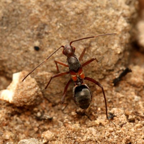 Systellonotus alpinus