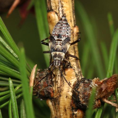 Deraeocoris annulipes