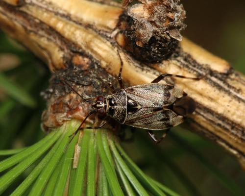 Deraeocoris annulipes