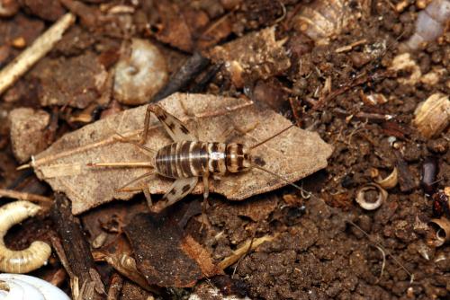Gryllomorpha uclensis uclensis