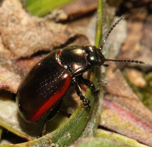 Réf. 131 470 : Chrysolina marginata