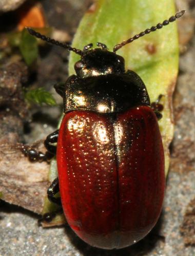 Réf. 131 472 : Chrysolina marginata