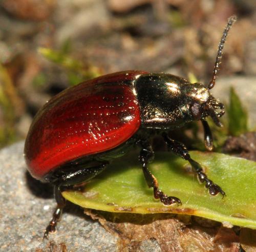 Réf. 131 473 : Chrysolina marginata
