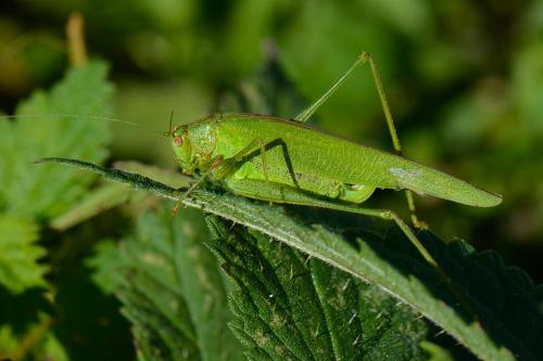 Phaneroptera nana