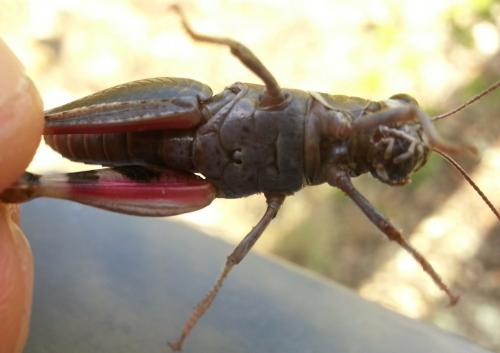 Calliptamus sp.