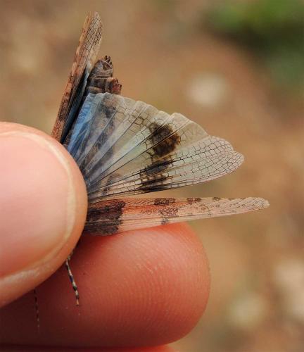 Réf. 131 273 : Sphingonotus pachecoi