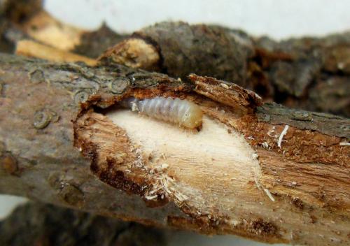Pogonocherus ovatus