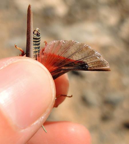 Réf. 131 201 : Dericorys lobata