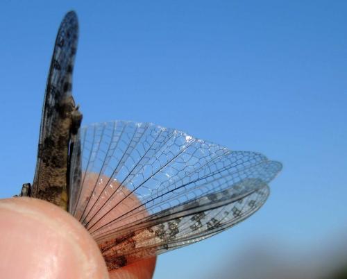 Réf. 131 752 : Sphingonotus rubescens rubescens