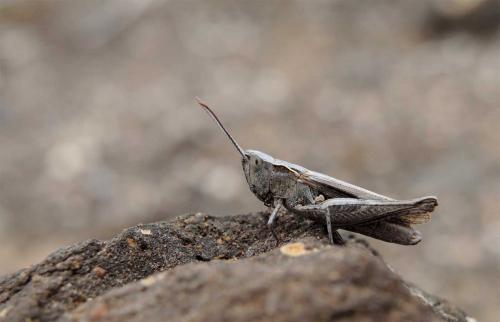 Omocestus simonyi