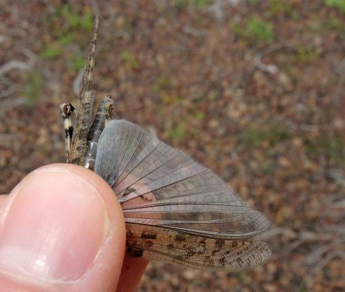Réf. 131 205 : Sphingonotus rubescens rubescens