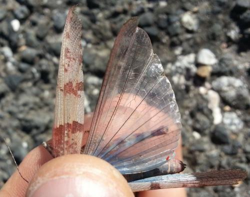 Réf. 131 734 : Sphingonotus caerulans