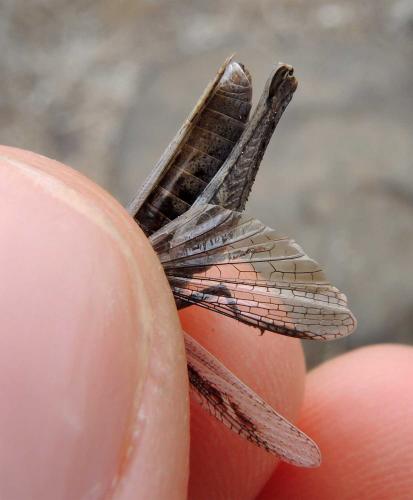 Omocestus simonyi