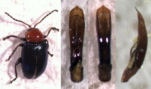 Neocrepidodera peirolerii