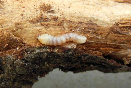 Pogonocherus ovatus