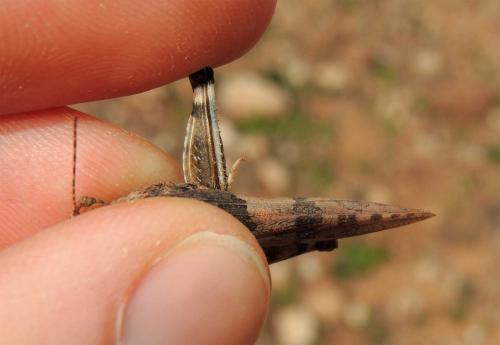 Sphingonotus pachecoi