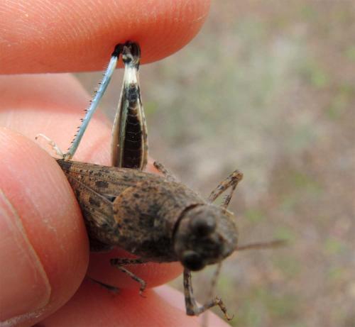 Réf. 131 206 : Sphingonotus rubescens rubescens