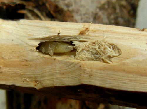 Pogonocherus ovatus