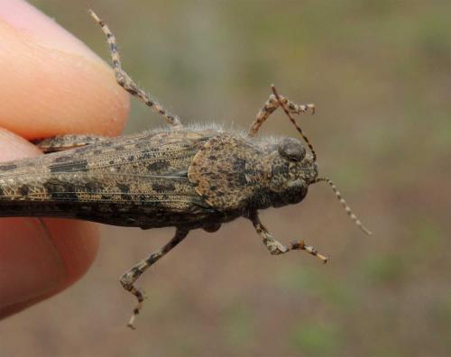 Réf. 131 207 : Sphingonotus rubescens rubescens