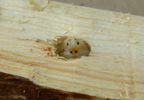 Pogonocherus ovatus