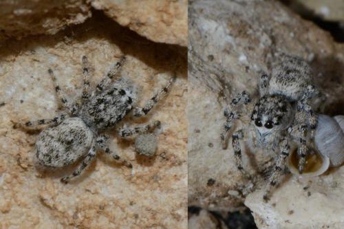 Salticus sp.