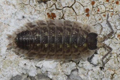 Réf. 131 299 : Porcellio spinicornis