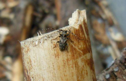 Pogonocherus ovatus