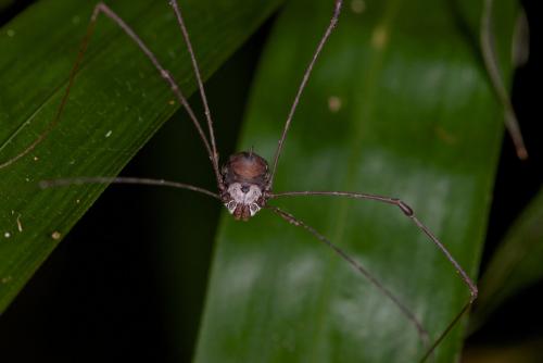 Gagrella curuanica