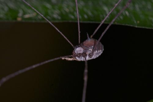 Gagrella curuanica