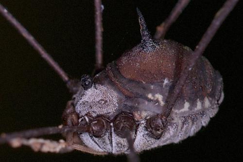 Gagrella curuanica