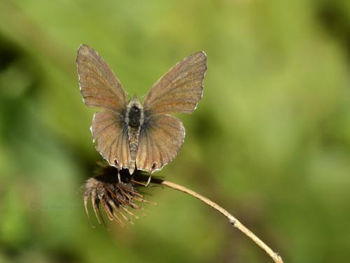 Réf. 131 070 : Cacyreus marshalli