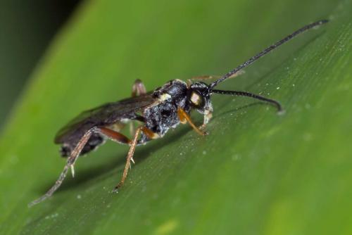 Réf. 131 081 : Campopleginae inconnu