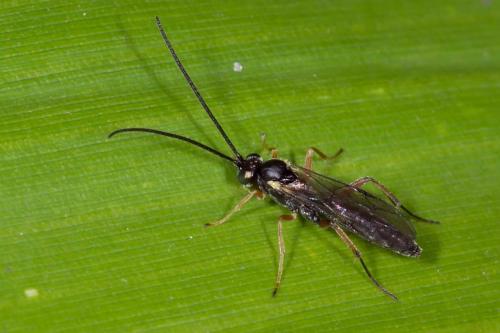 Réf. 131 080 : Campopleginae inconnu