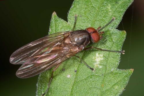 Heteromyza oculata