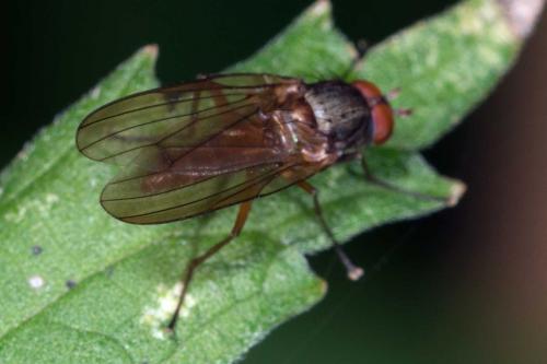 Heteromyza oculata