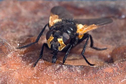 Réf. 131 271 : Mesembrina meridiana