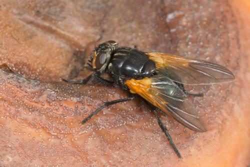 Réf. 131 270 : Mesembrina meridiana
