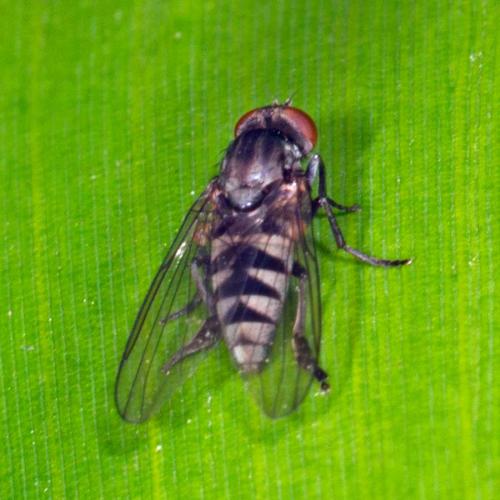 Platypeza fasciata