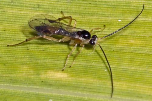 Orthocentrinae