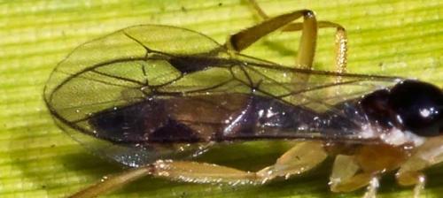 Orthocentrinae