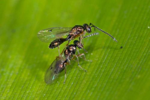 Pteromalinae