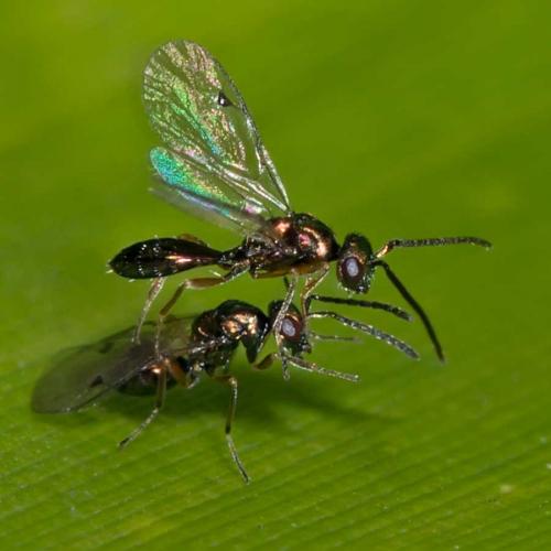 Pteromalinae