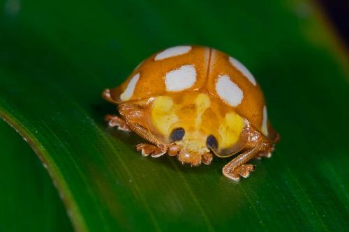 Halyzia sedecimguttata
