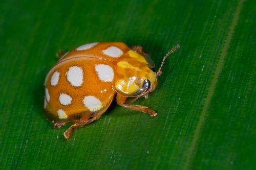 Halyzia sedecimguttata
